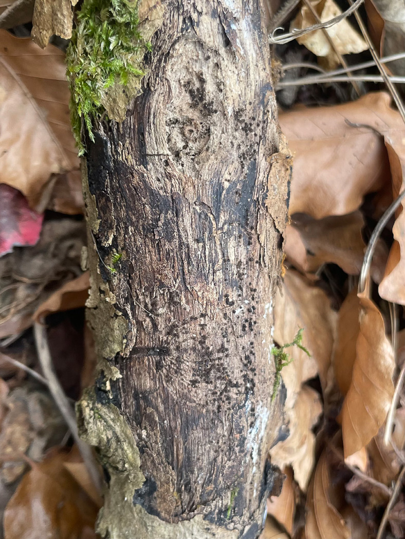 Photo © Sarah Ebdon Echinosphaeria canescens by Sarah Ebdon